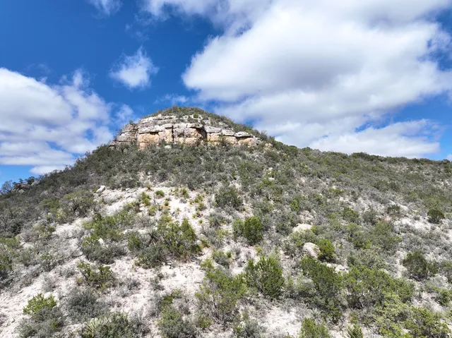 a view of a dry yard with trees in the background