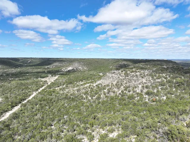 a view of a forest with trees in the background