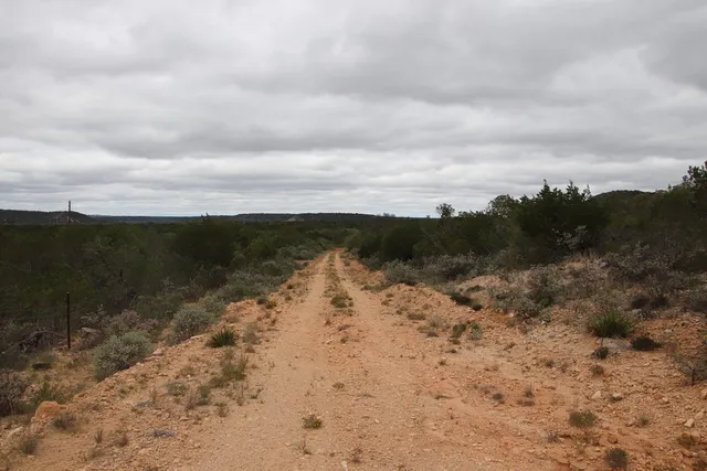 a view of a lush green forest with lots of tall trees