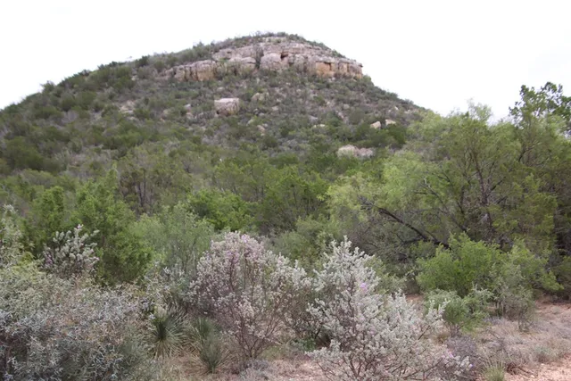 a view of a forest with trees in the background