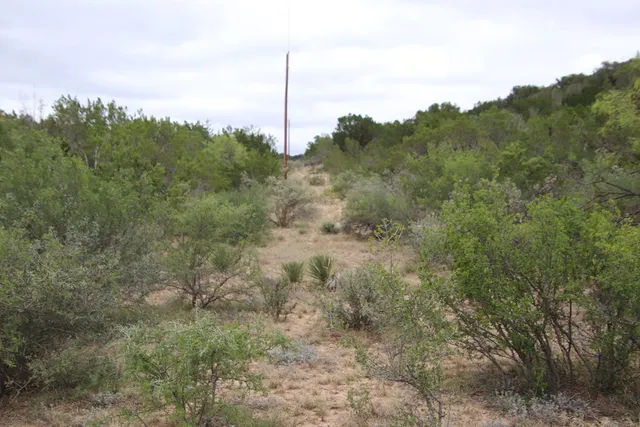 a view of a forest with trees in the background