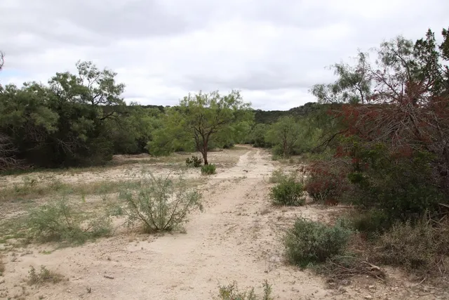 a view of a dry yard with trees
