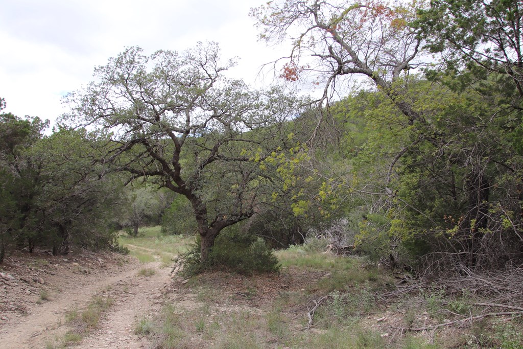 700 Hwy 377 Junction Junction, TX 76849 - Photo 33 of 71 a view of a forest with trees in the background