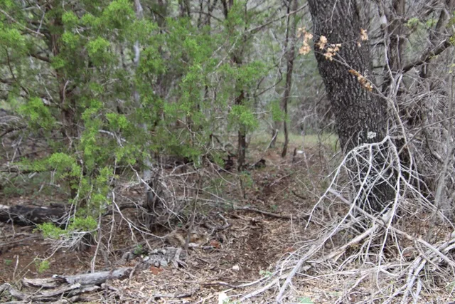 a view of mountain view with trees