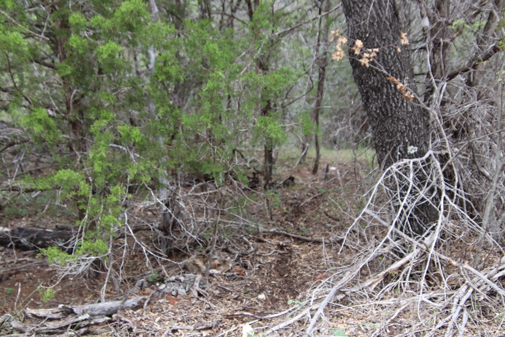700 Hwy 377 Junction Junction, TX 76849 - Photo 34 of 71 a view of a yard with large trees