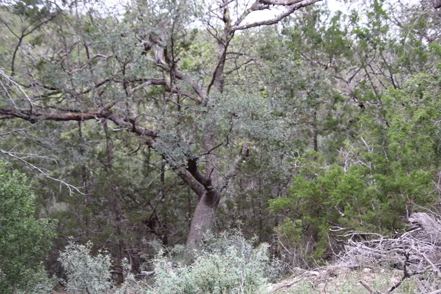 a view of a dry yard with trees