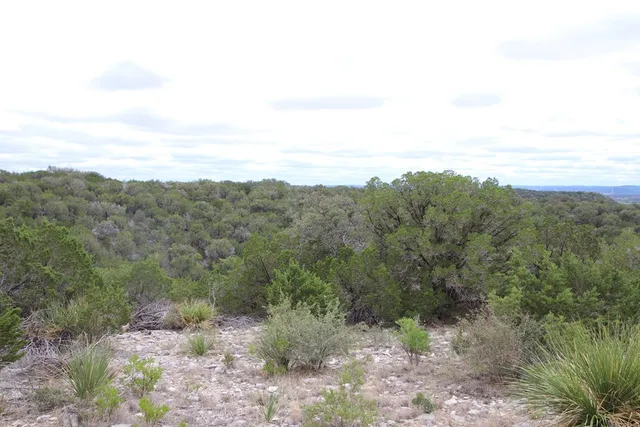 a view of a dry yard with green space and fog