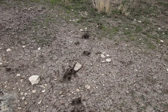 a view of a forest with trees in the background