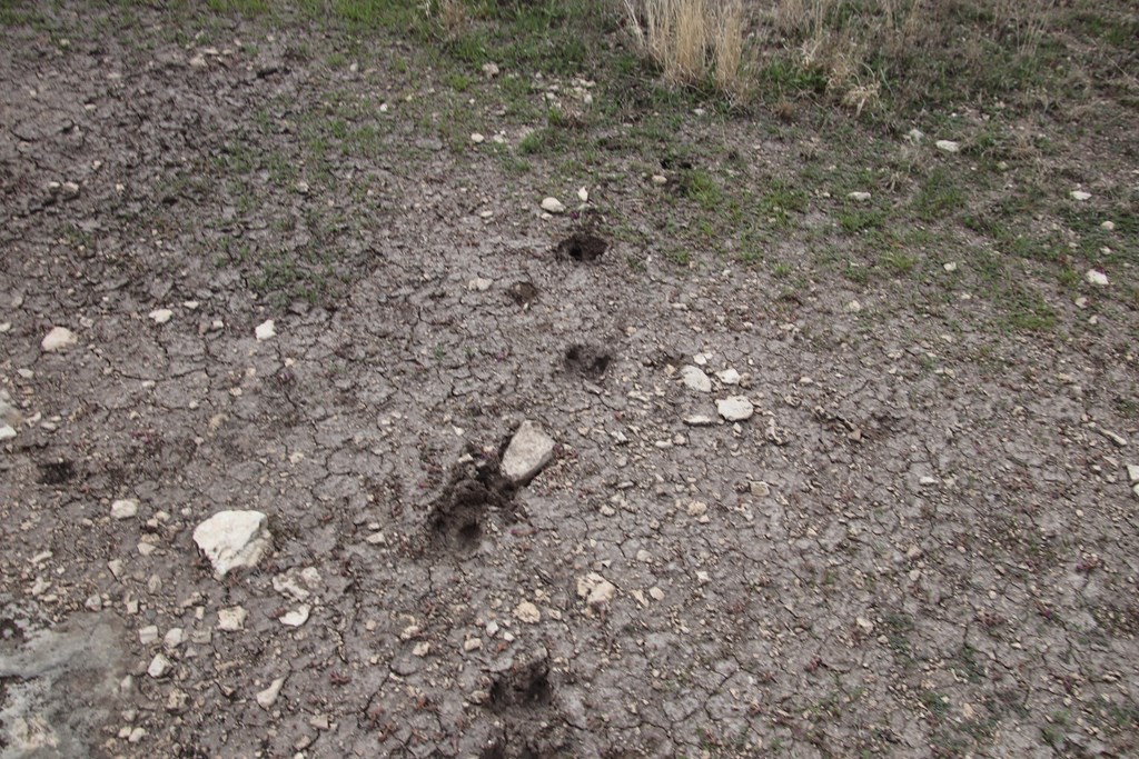 700 Hwy 377 Junction Junction, TX 76849 - Photo 41 of 71 a close up of a plant