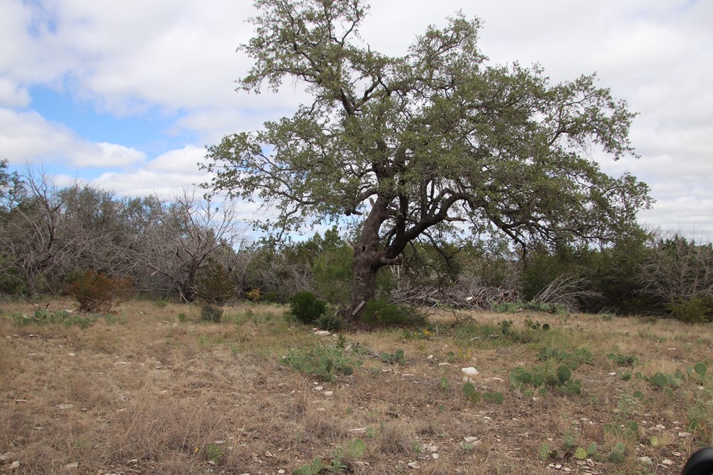 700 Hwy 377 Junction Junction, TX 76849 - Photo 50 of 71 a view of a dry yard with trees