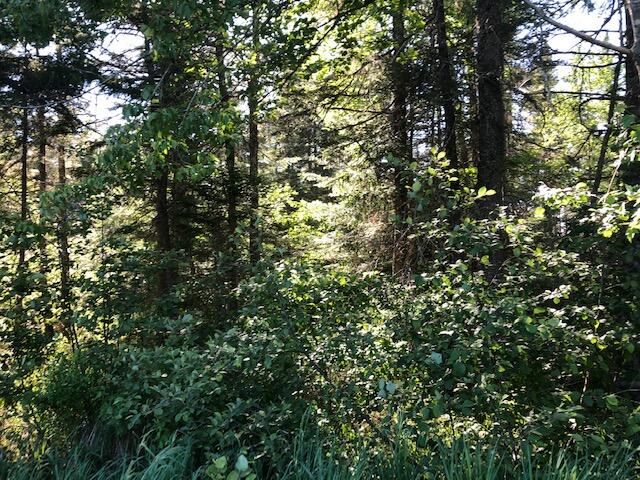 0 Canal Road, Unit MAP 3 L36 Machias, ME 04654 - Photo 5 of 7 IMG_2626