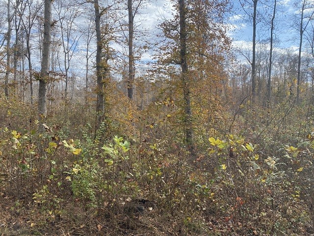 0 Boss Reeves Road North Parsons, TN 38363 - Photo 3 of 12 Gallery Image 3
