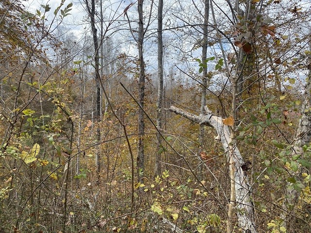 0 Boss Reeves Road North Parsons, TN 38363 - Photo 5 of 12 Gallery Image 5