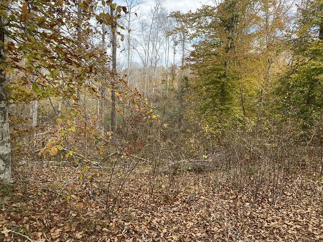 0 Boss Reeves Road North Parsons, TN 38363 - Photo 8 of 12 Gallery Image 8