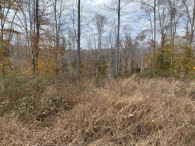 0 Boss Reeves Road North Parsons, TN 38363 - Photo 9 of 12 Gallery Image 9