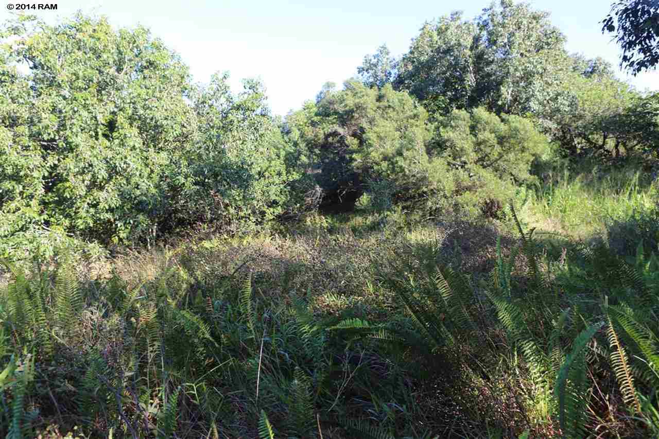 0 Haumana Road, Unit 103 Haiku, HI 96708 - Photo 7 of 13 a view of a forest with a tree