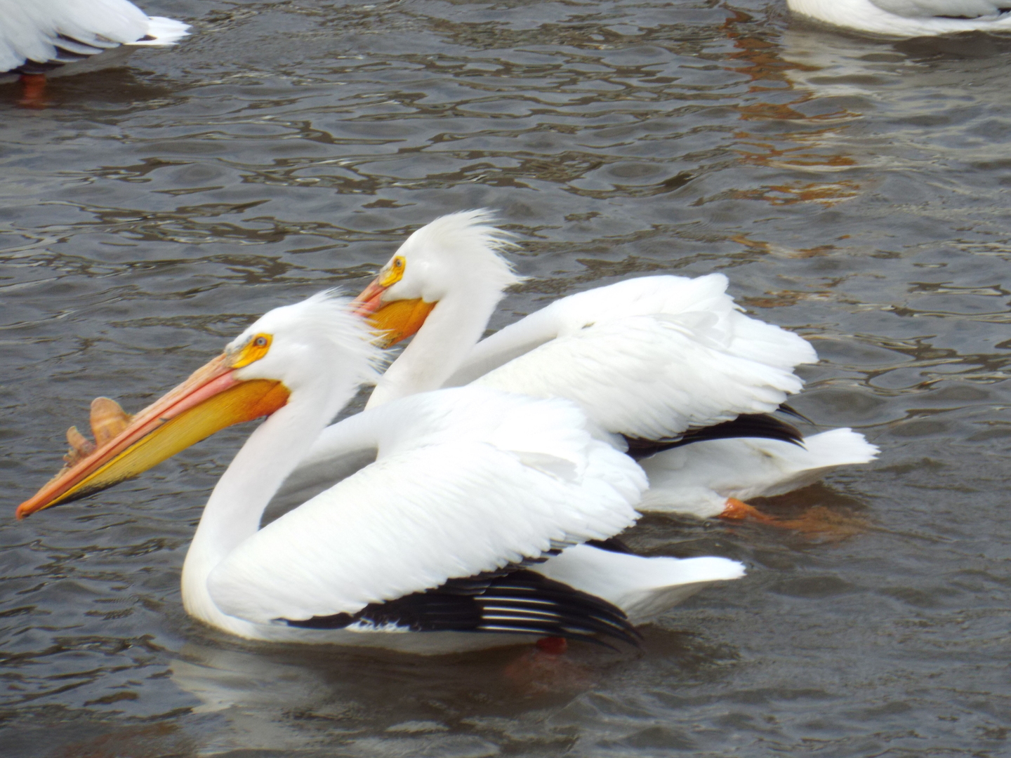 38415 North Primrose Path Spring Grove, IL 60081 - Photo 14 of 15 a view of towel
