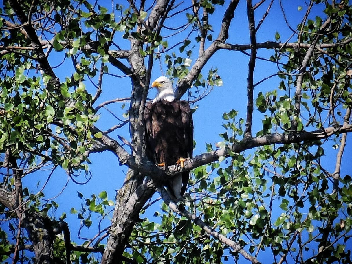 38415 North Primrose Path Spring Grove, IL 60081 - Photo 15 of 15