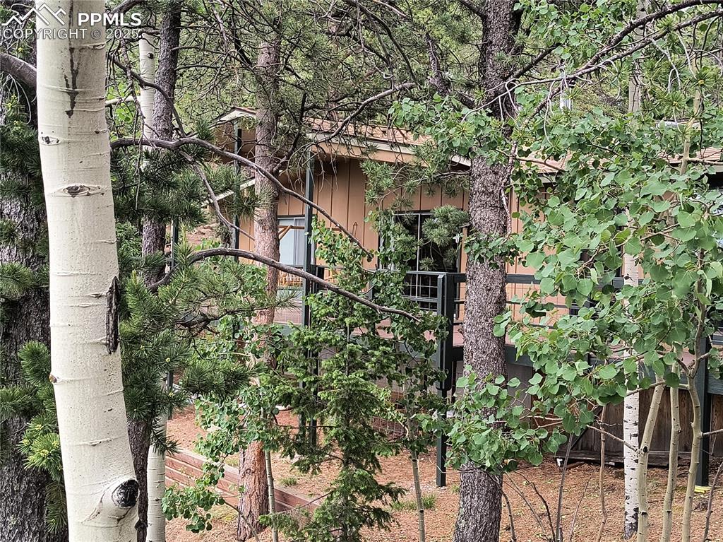 237 Blue Spruce Road Divide, CO 80814 - Photo 39 of 47 a plant that is in front of a building