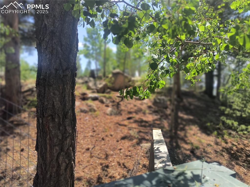 237 Blue Spruce Road Divide, CO 80814 - Photo 6 of 47 a view of a yard with plants and large trees