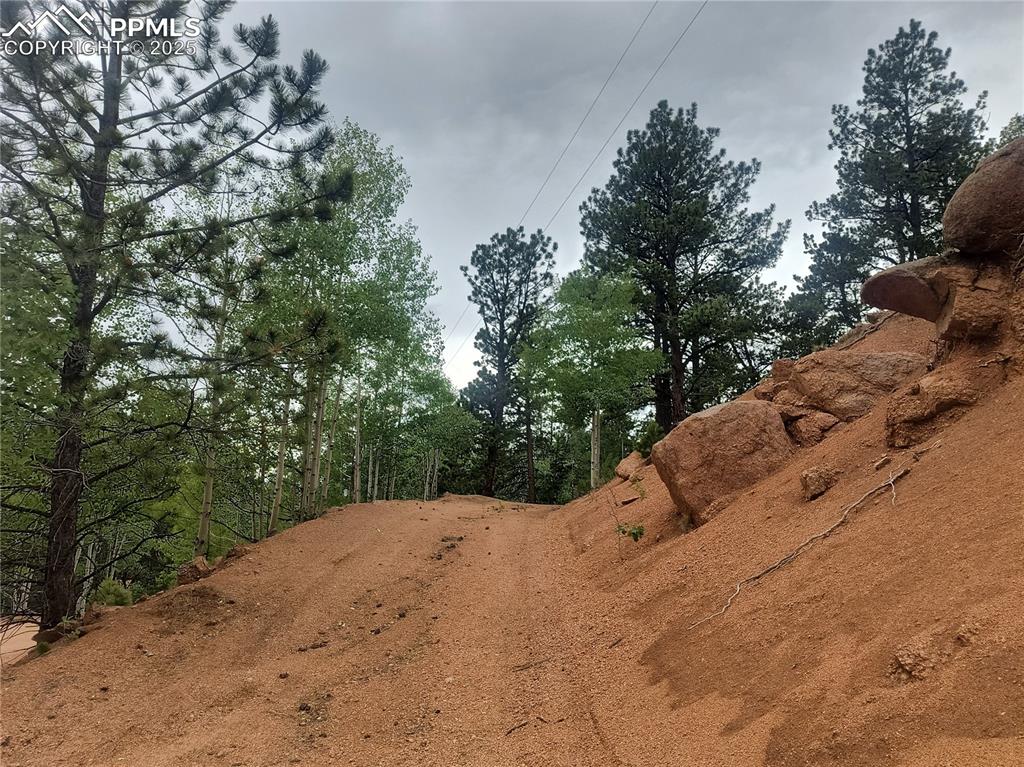 237 Blue Spruce Road Divide, CO 80814 - Photo 9 of 47 a view of a yard with a tree