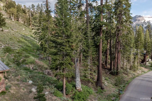 a view of a forest with trees in the background