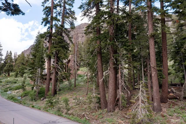a view of a forest with trees