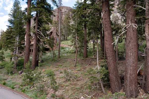 a view of a forest filled with trees