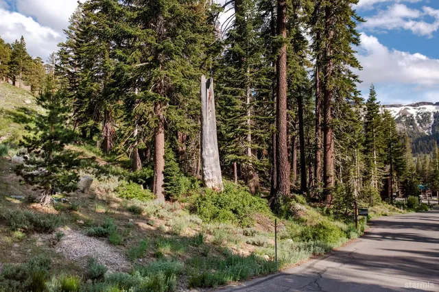 a view of bushes and pathway