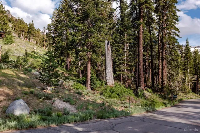 a view of a garden with plants