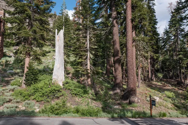 a close up of a tree in a yard