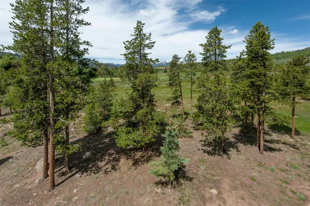 a view of a forest with trees and bushes