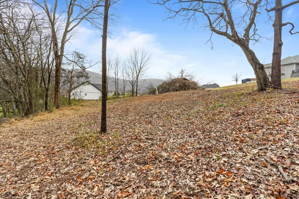 a view of a yard with large trees