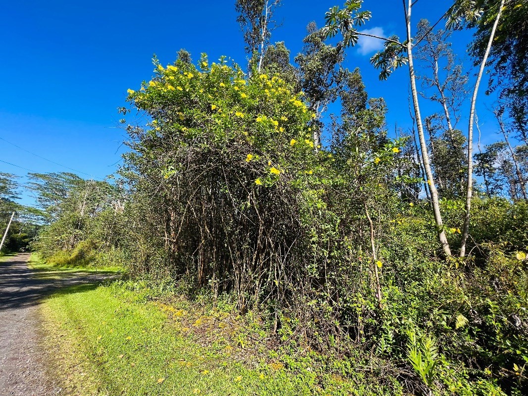 259 Paradise Road Pahoa, HI 96778 - Photo 3 of 17 Gallery Image 3