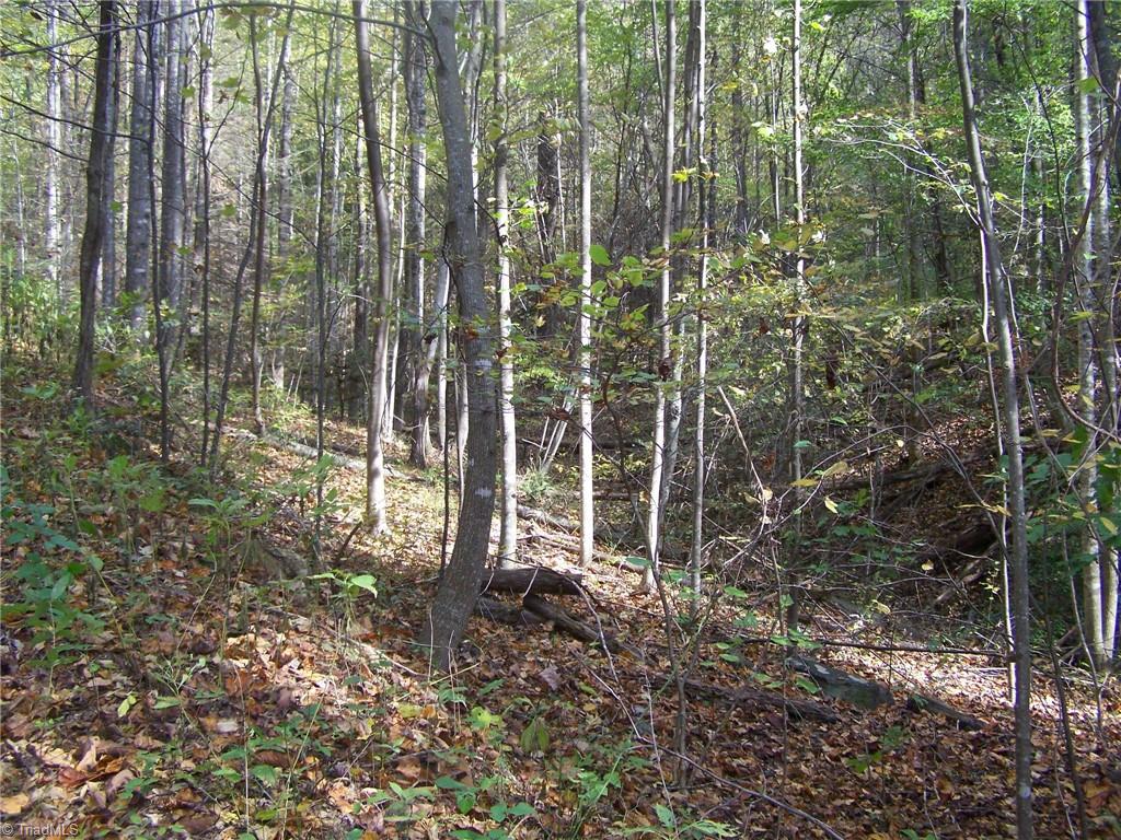 44 Mountain Lion Road Purlear, NC 28665 - Photo 3 of 6