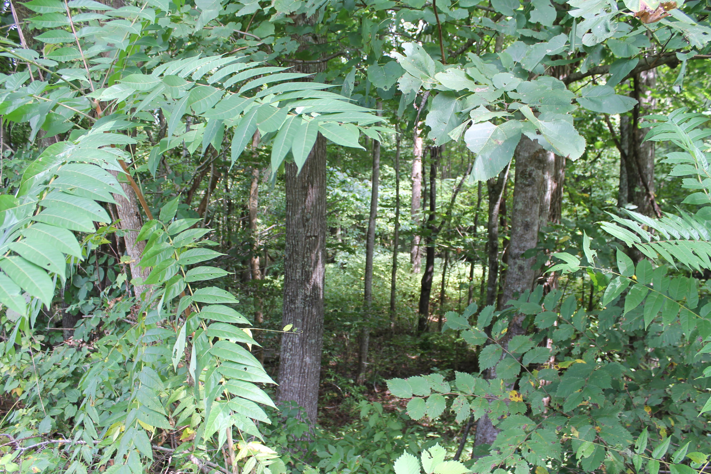 530 Cassi Road Chuckey, TN 37641 - Photo 17 of 17 IMG_9753