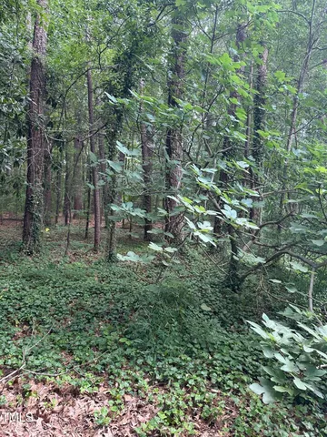 a view of a forest with a tree