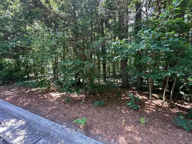 a view of a forest with trees in the background