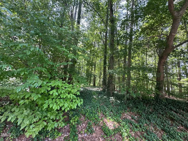 a view of a lush green forest