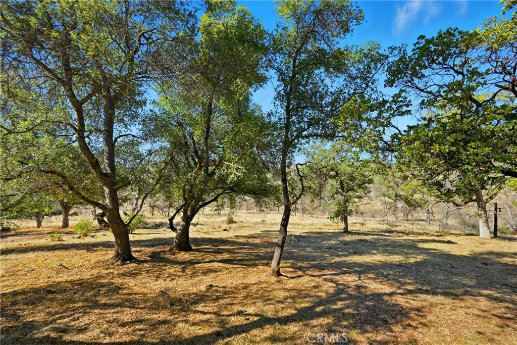 16261 Conestoga Road Hidden Valley Lake, CA 95467 - Photo 57 of 64 a view of a yard with plants and trees