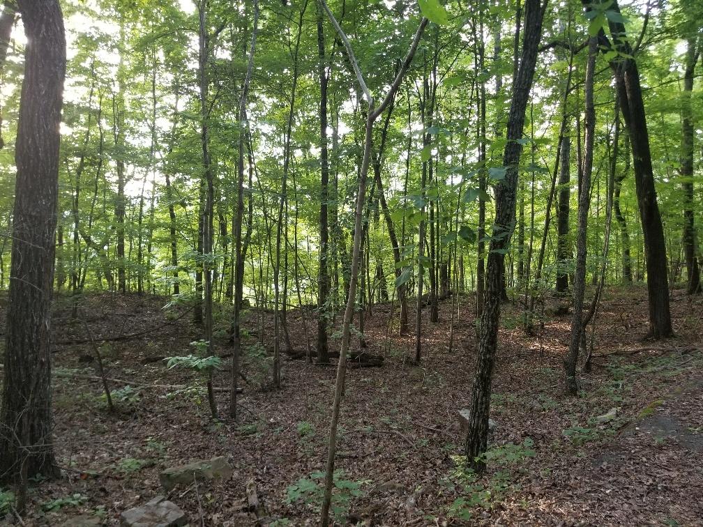 Lot 12 North Bluffs Road, Unit LOT 12 Guild, TN 37340 - Photo 11 of 22 20180604_195700_resized-1