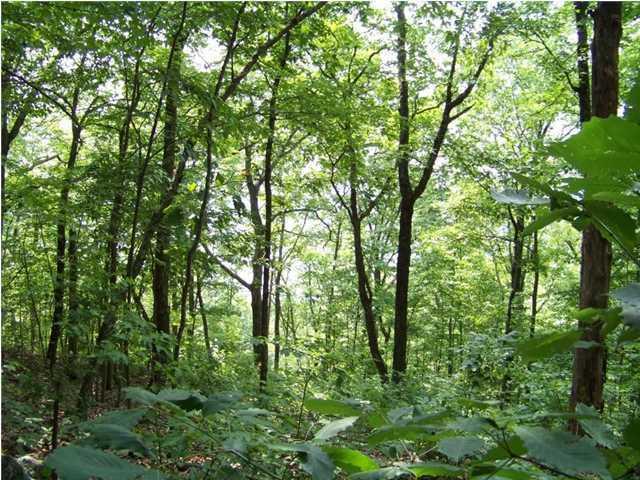 Lot 12 North Bluffs Road, Unit LOT 12 Guild, TN 37340 - Photo 13 of 22 20150202181413795361000000-o