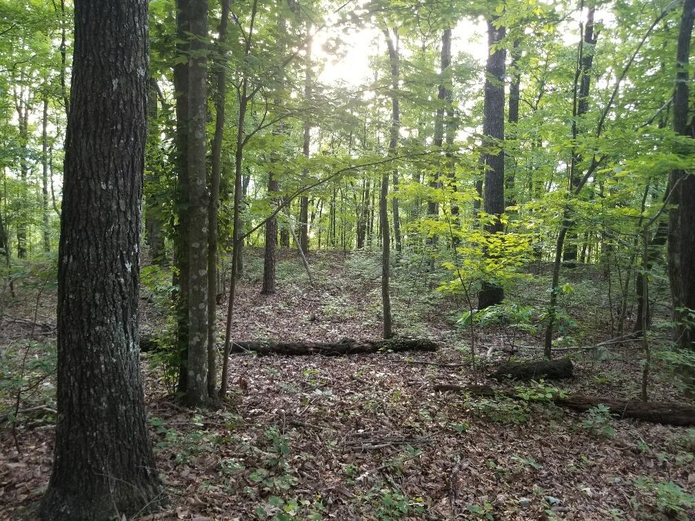 Lot 12 North Bluffs Road, Unit LOT 12 Guild, TN 37340 - Photo 3 of 22 20180604_195208_resized-1