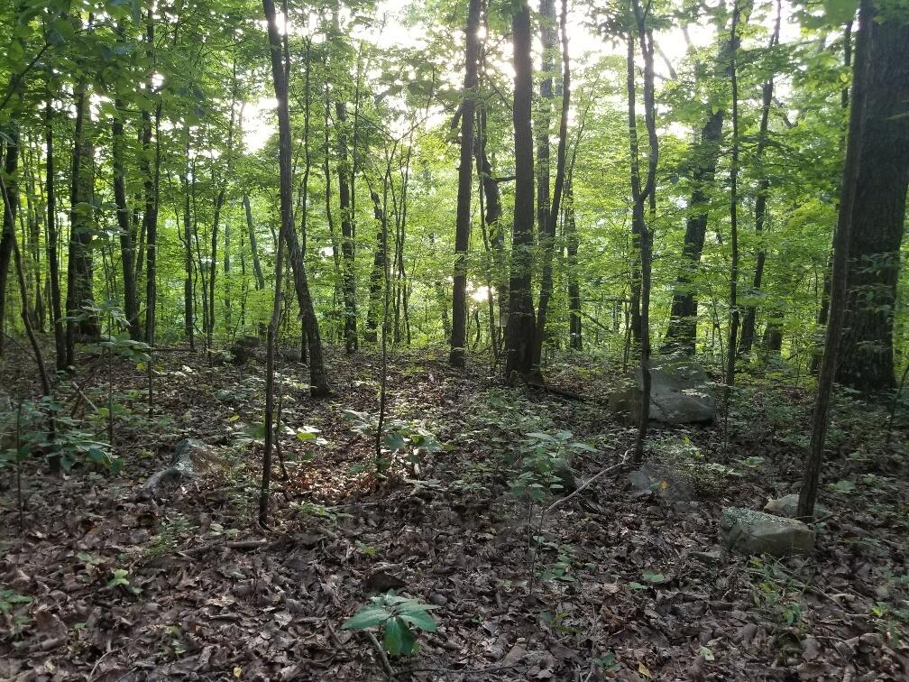 Lot 12 North Bluffs Road, Unit LOT 12 Guild, TN 37340 - Photo 6 of 22 20180604_195449_resized