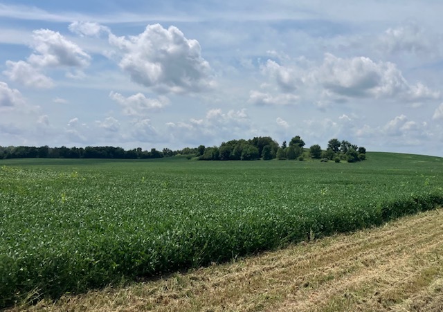 14651 1200 E Street Buda, IL 61314 - Photo 3 of 3 a view of a big yard with plants and a bench