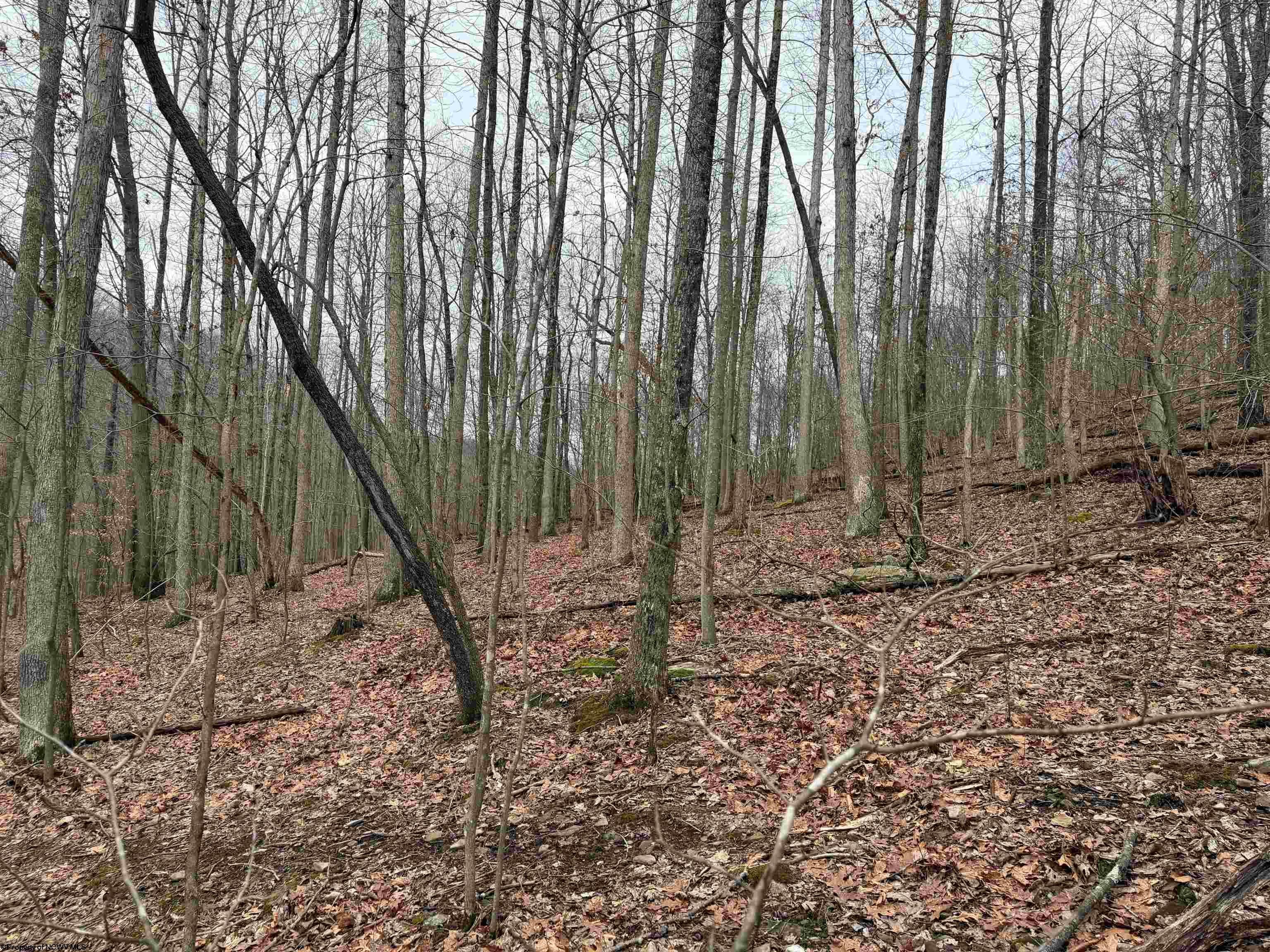 Tbd Carrolton Road Buckhannon, WV 26201 - Photo 28 of 37 Gallery Image 28