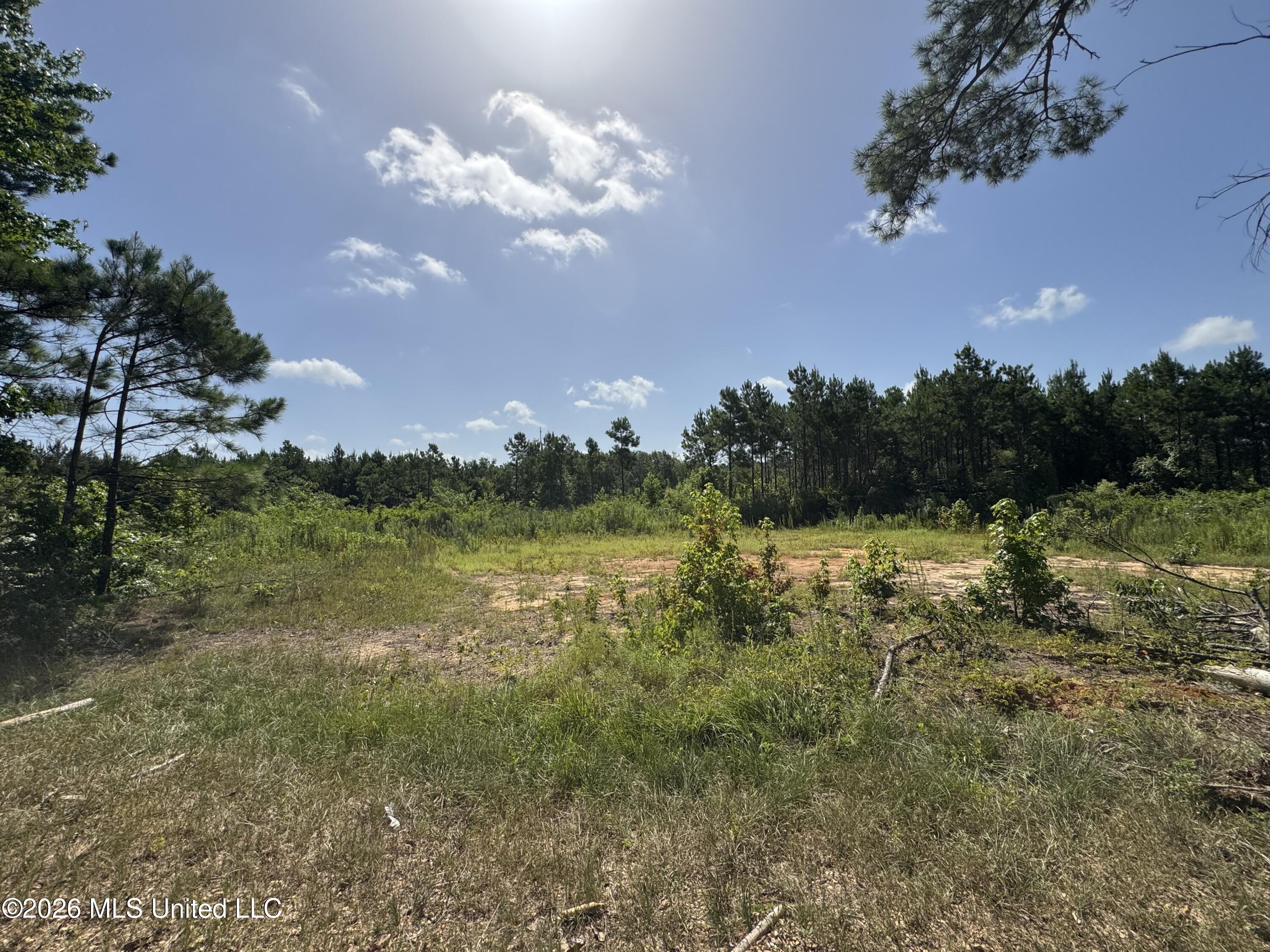 32 A Sauls Road Ruth, MS 39662 - Photo 12 of 22 Land-for-sale-Ruth-MS (11)