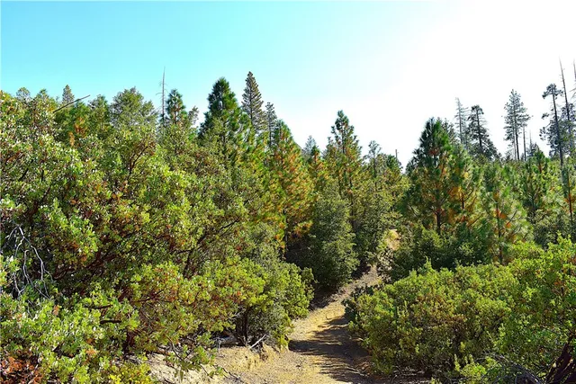 a view of a forest with trees in front of it