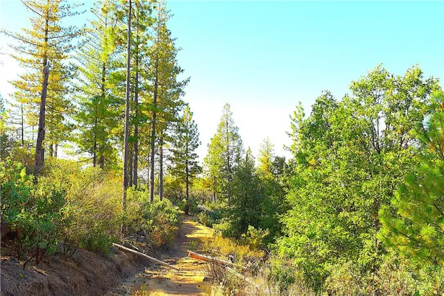 a close up of a tree in a garden