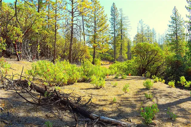 a view of a yard with an outdoor space